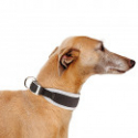 Collar Ergocomfort para perros Grey Ferplast