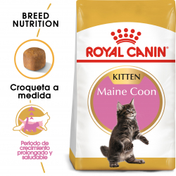 Royal Canin-Chaton Maine Coon (1)