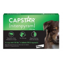 Capstar Traitement antipuces pour grands chiens de plus de 11kg