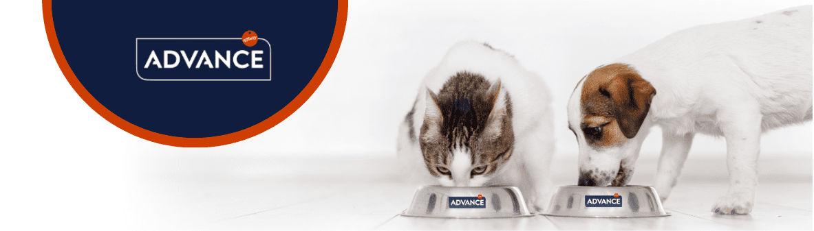 ADVANCE_BANNER_PERRO_GATO.png
